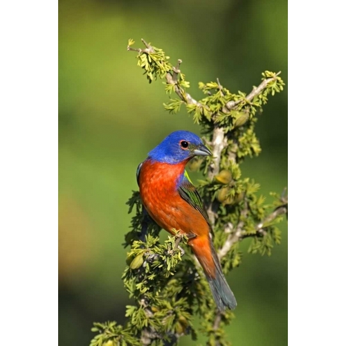 Texas, Tilden Painted bunting perched in tree